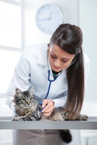 vet-doctor-checkup-cat-shutterstock_1563232281